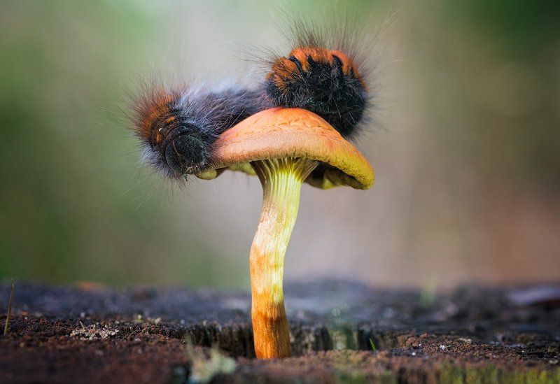 Fox moth, caterpillar, macro Fox moth фото превью