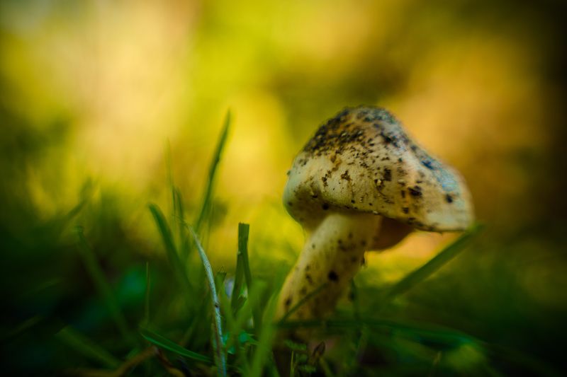 fungi, blur, macro, green, rule of thirds, bokeh Blur fungi фото превью