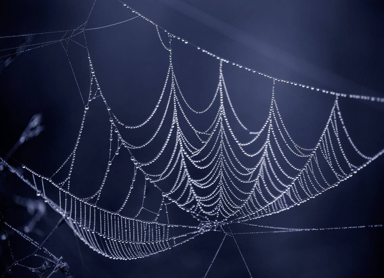 лето, сумерки, туман, паутина, Галанзовская Оксана