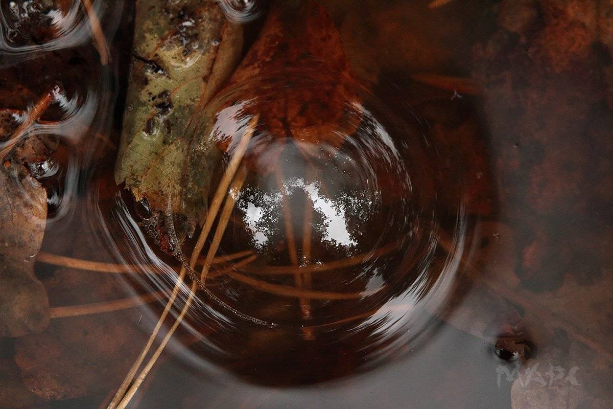 макро лужа пузырб листья осень, Шангареев Марс