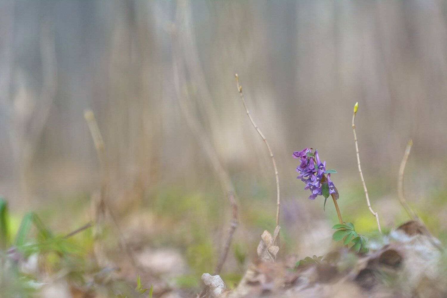 , Кузнецов Дмитрий