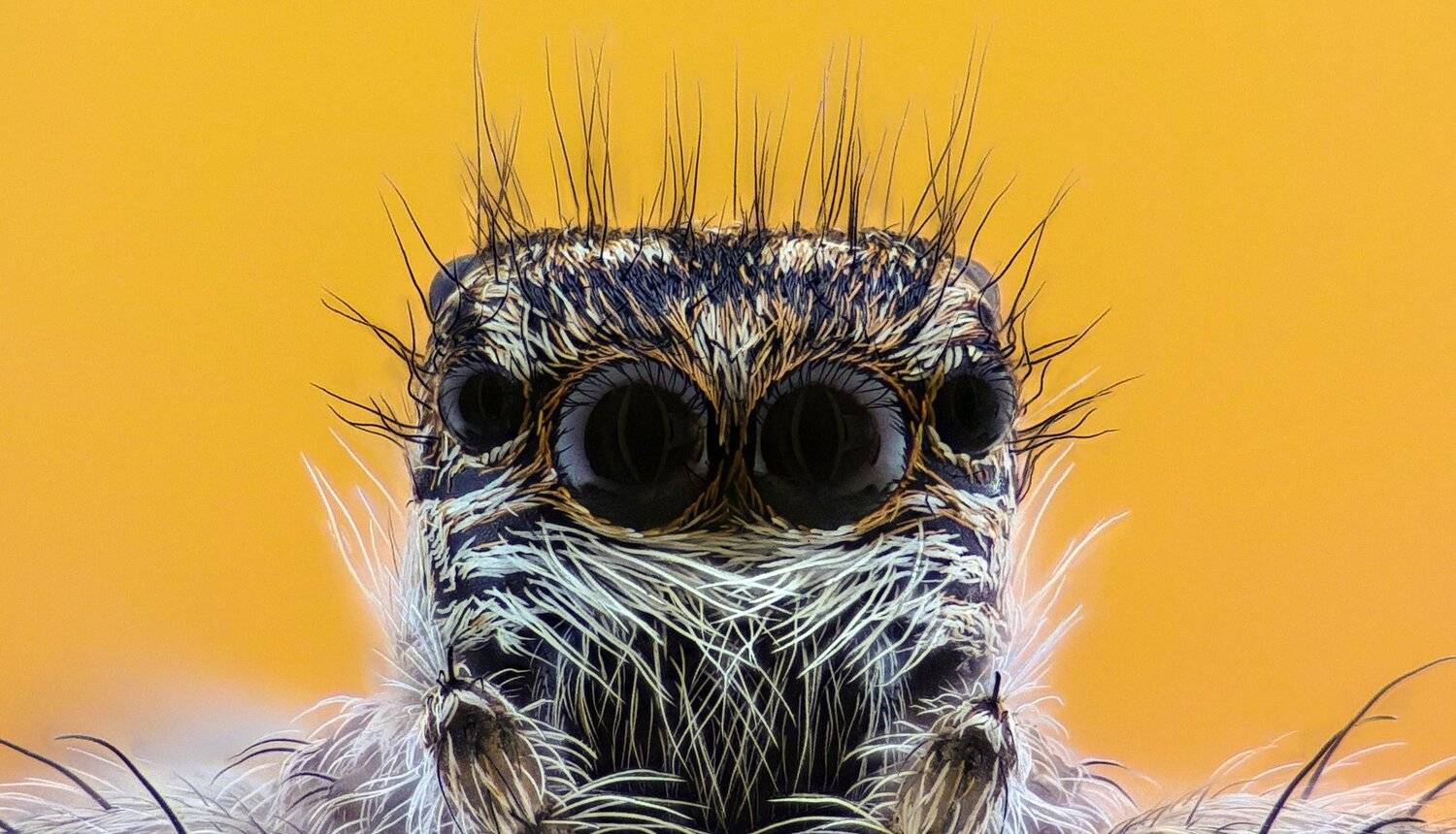 ceclii,macro,lgg4, extrememacro,  макро, Tsvetan Ganev