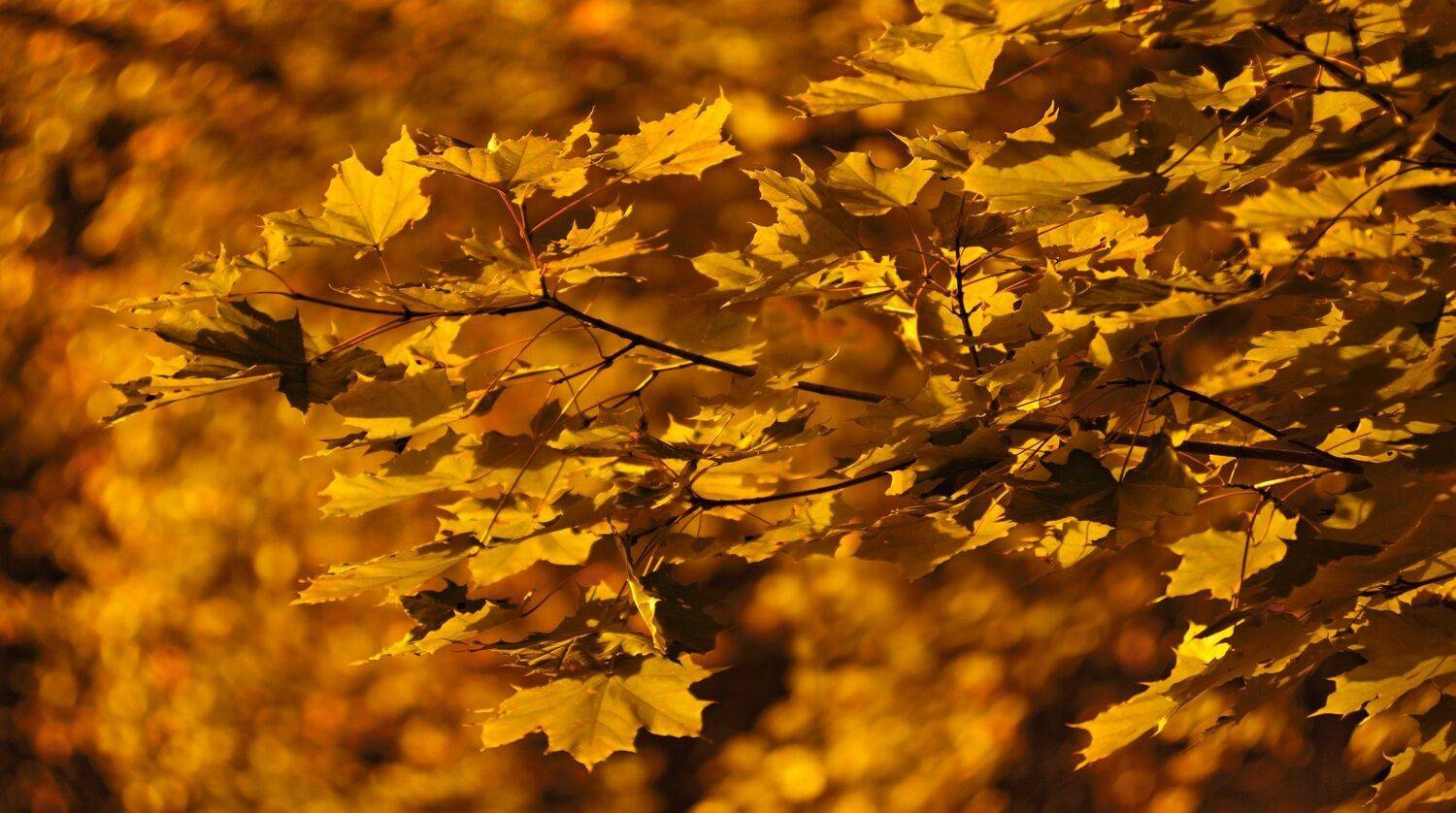 осень, природа, беларусь, лес, Sixten ( Сергей )