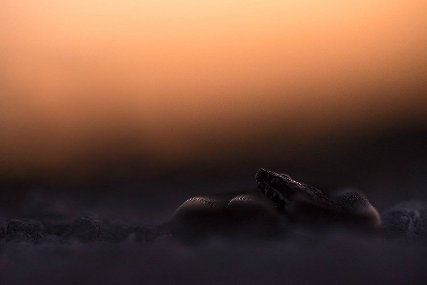 степная гадюка, Антон Воронин