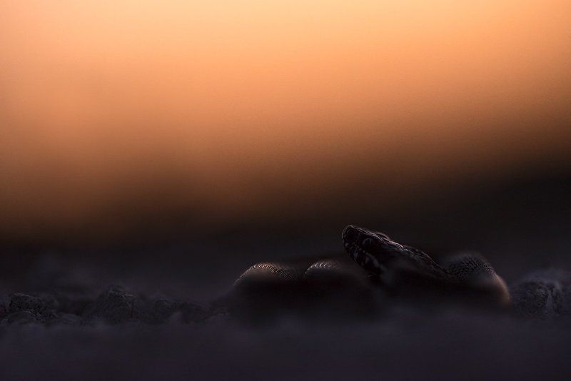 степная гадюка Последние лучи фото превью