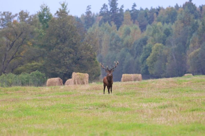 Осенние мотивы... фото превью