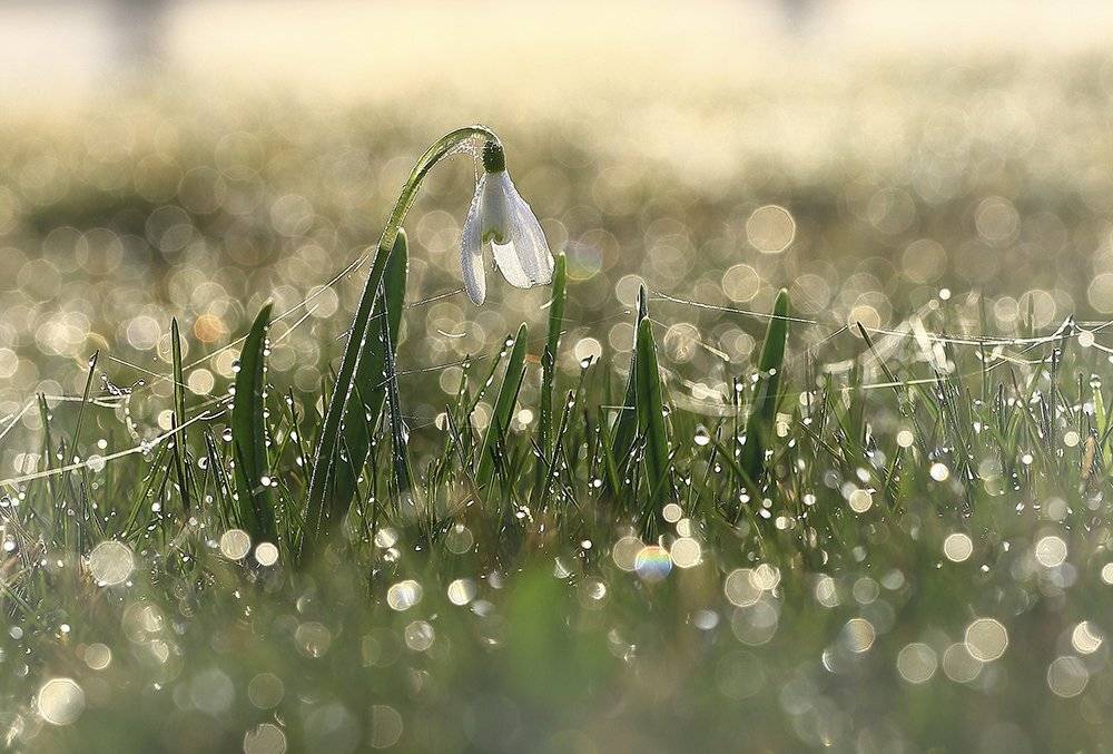 Цветы, подснежник, белый,иней, весна, листья, зеленый, ранний, весенний, красивые,, Виктор Шнайдер