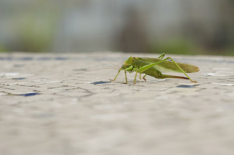 Sunday in the countryside фото превью