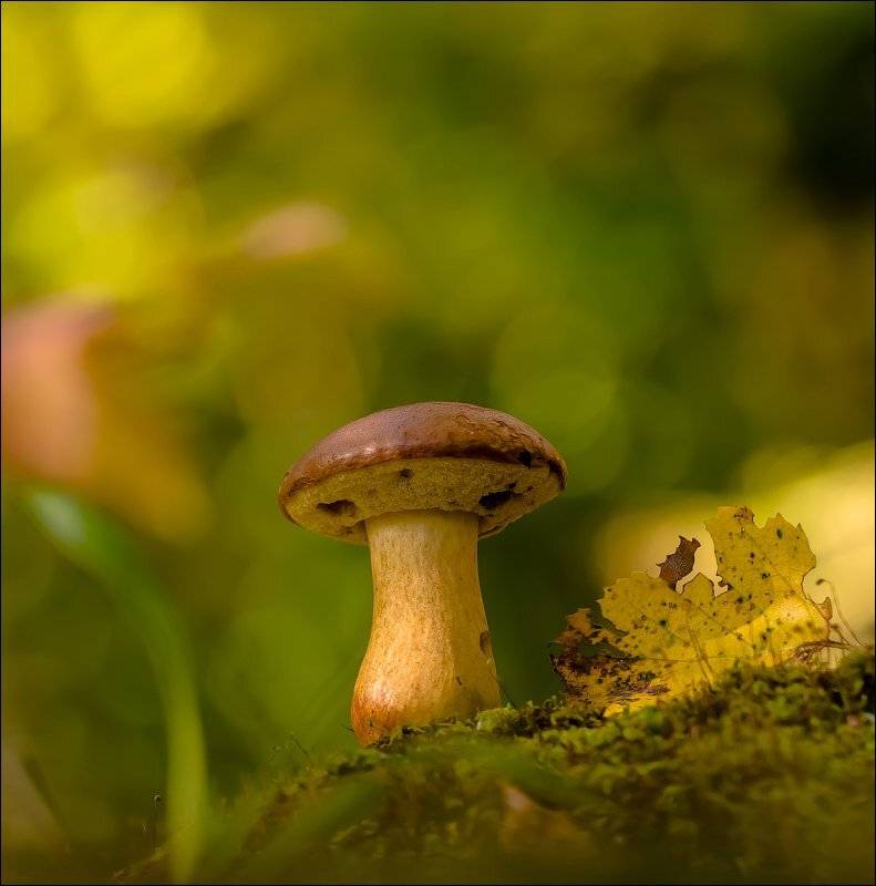 , Бурлов Андрей