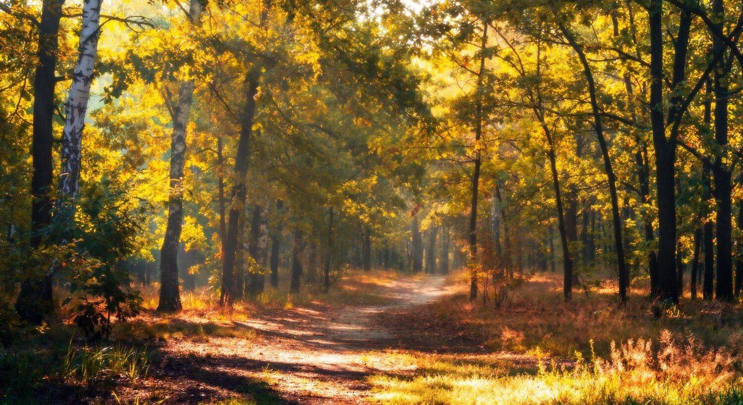 лес, осень, дубы, аллея, туман, Галанзовская Оксана