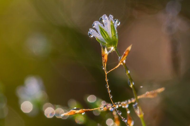 хрусталики фото превью