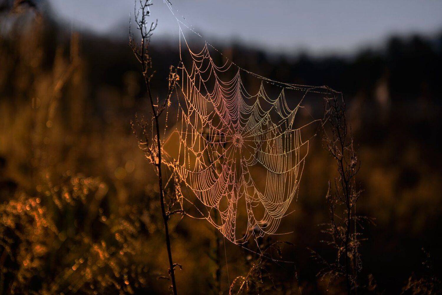 лето, паутина, рассвет, луч, сумерки, Галанзовская Оксана