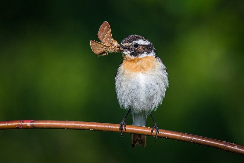 От рассвета до заката фото превью