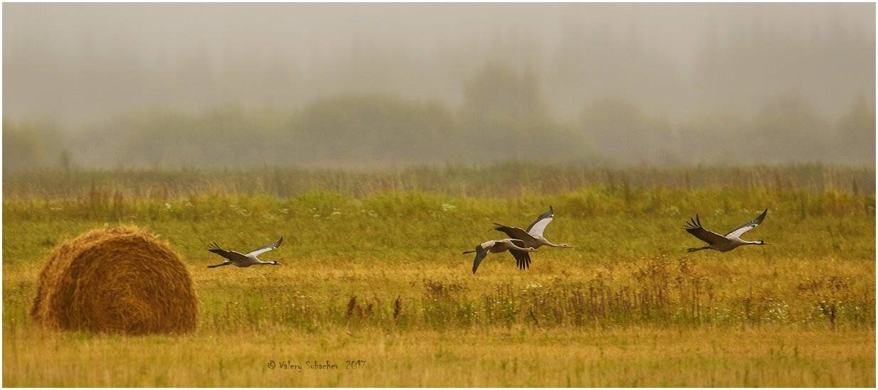 , Валерий Субачев