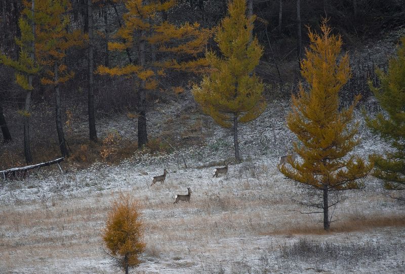 На опушке леса фото превью
