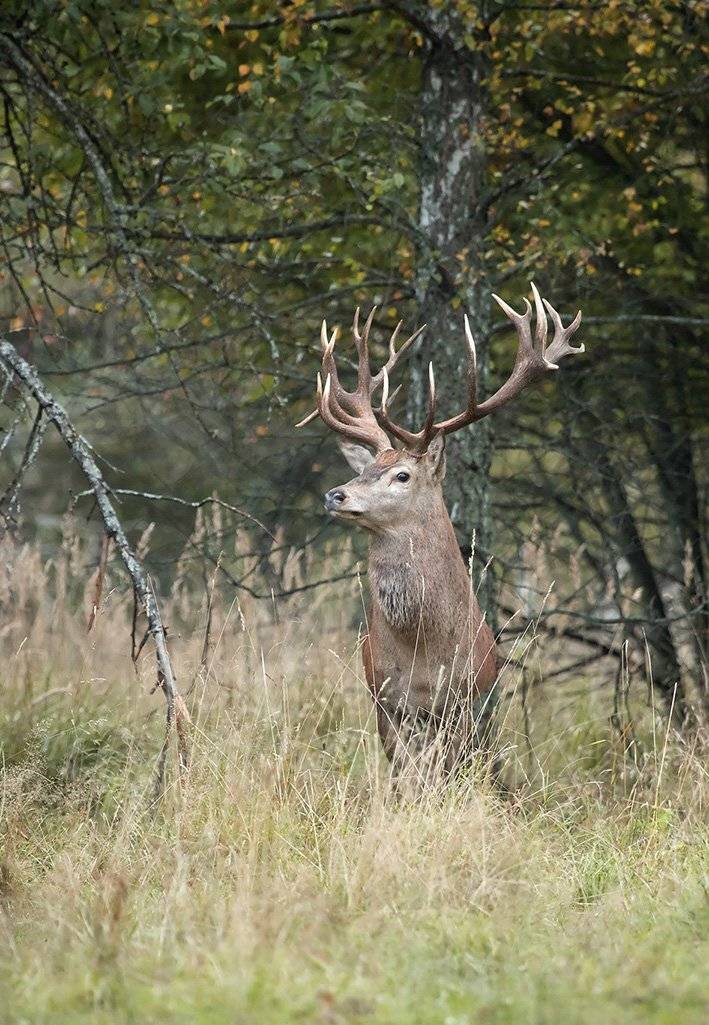 , Иваненко Светлана