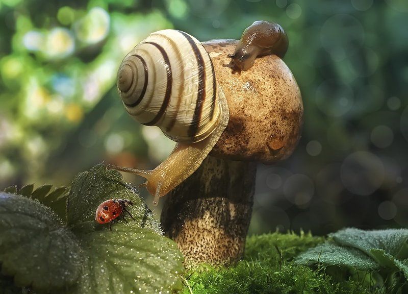 макро,божья коровка,капли,улитка,гриб Так вот ты какая ,жизнь под грибная фото превью