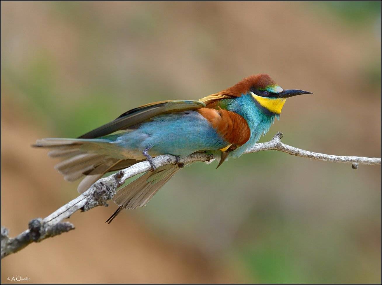 птицы,пара,щурки,счастье, Александр Чувилин