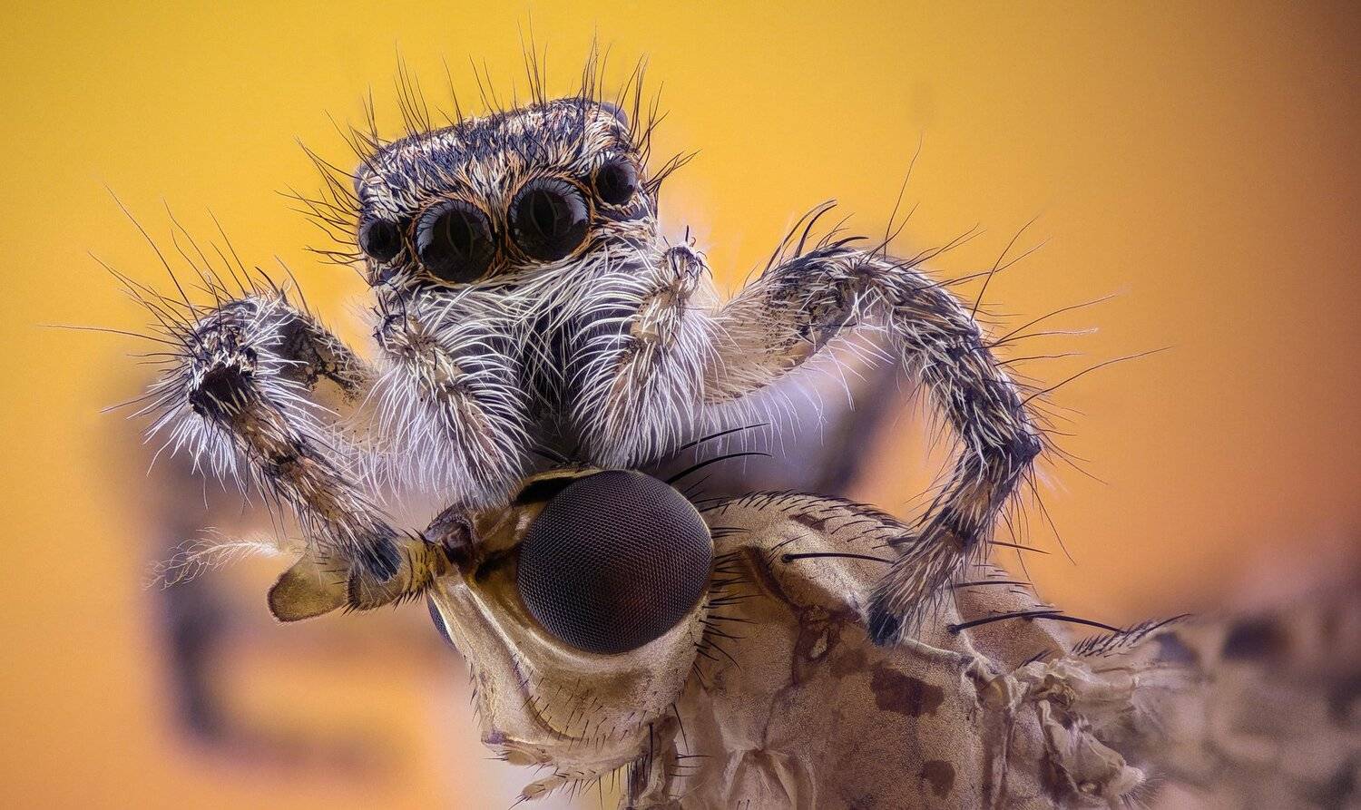 ceclii,macro,lgg4, extrememacro,  макро, Tsvetan Ganev