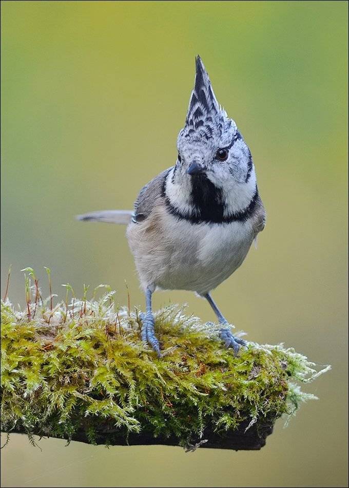 гренадёрка, Андрей Медведев
