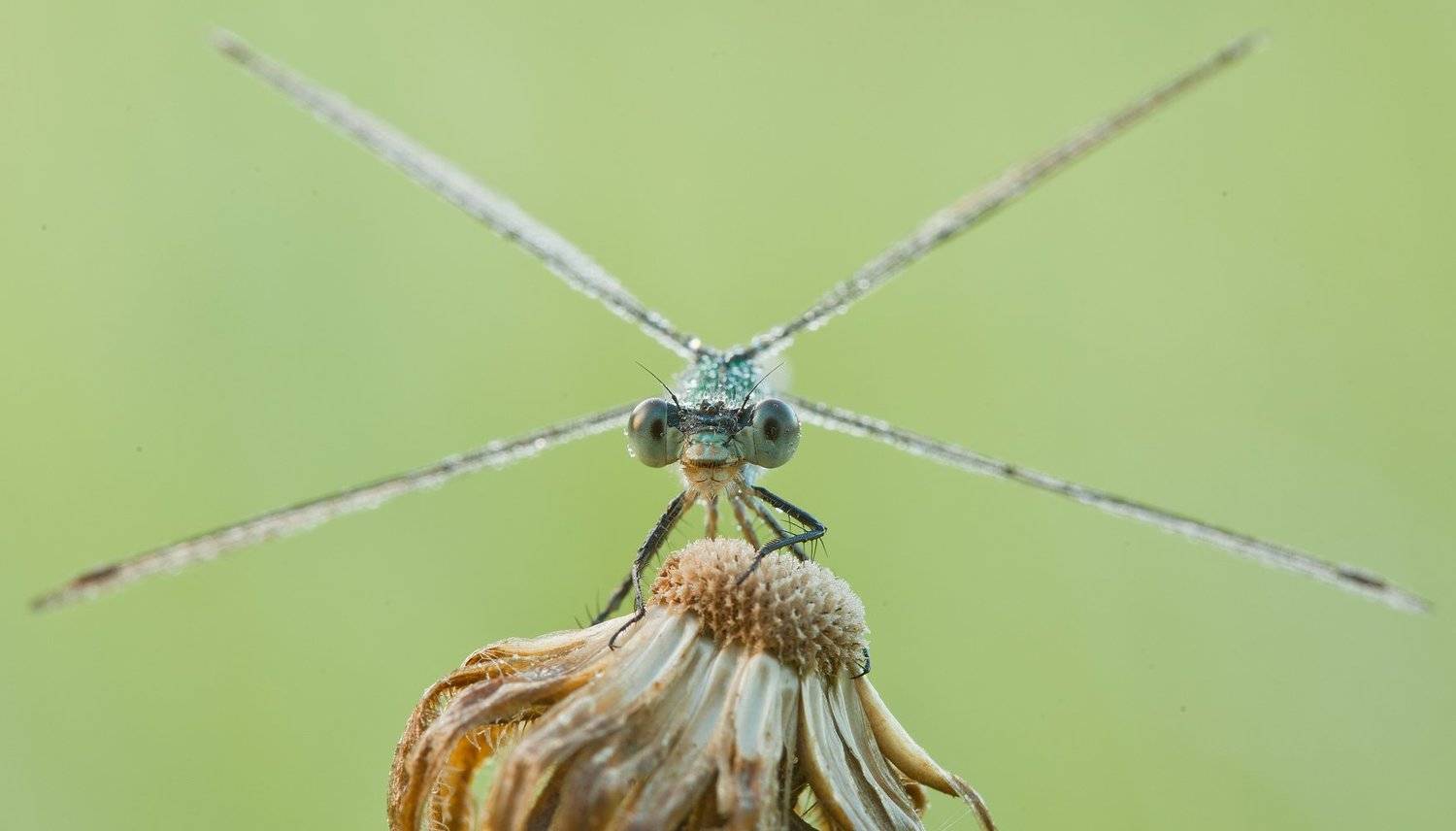 , Андрей Канышев