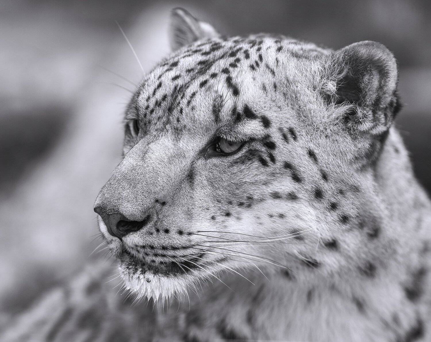 снежный барс, Олег Богданов