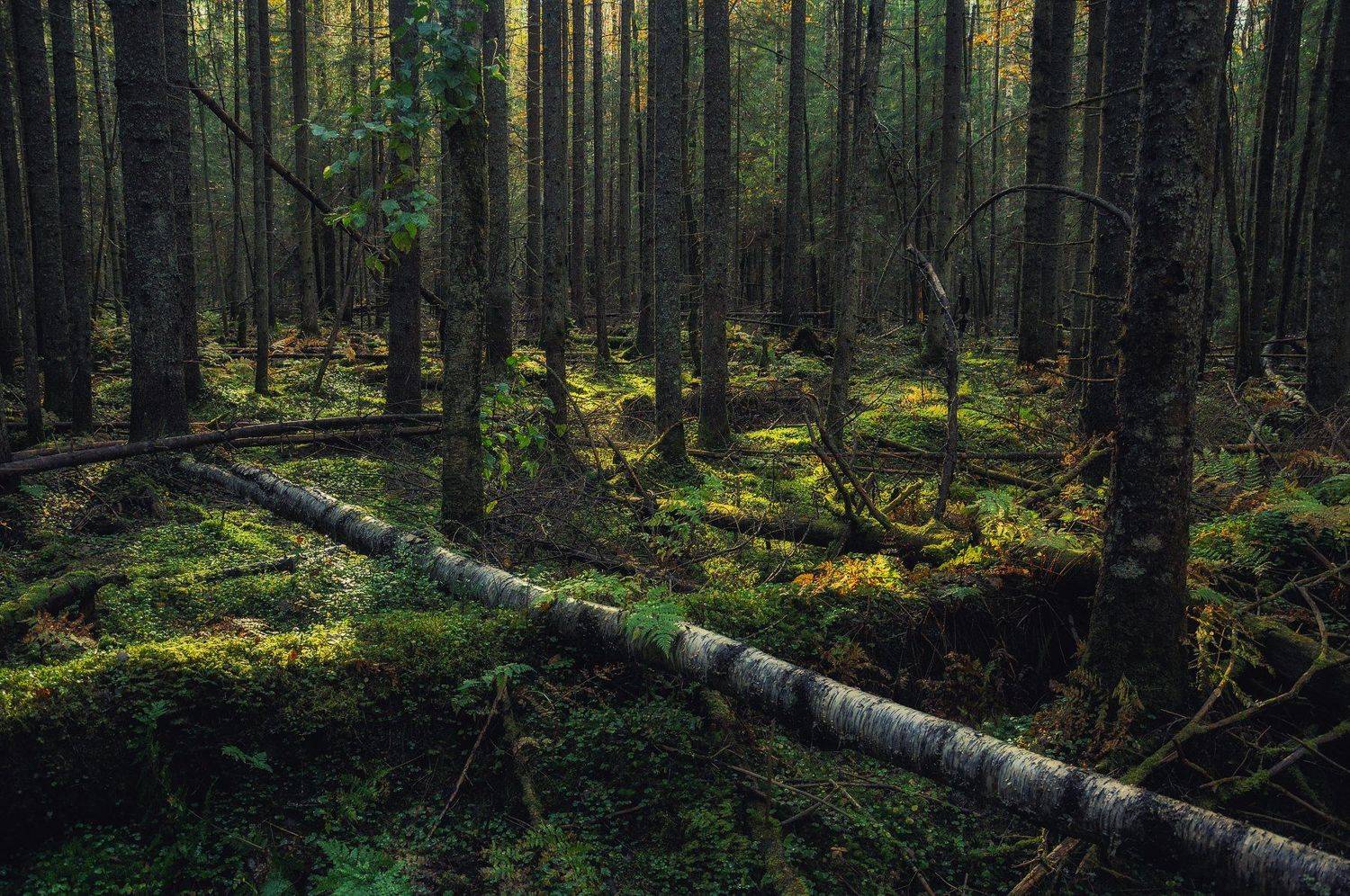 лес, мох, природа, деревья, заповедник, Дмитрий Иванов