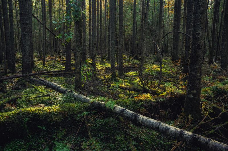 лес, мох, природа, деревья, заповедник Замшелая древность фото превью