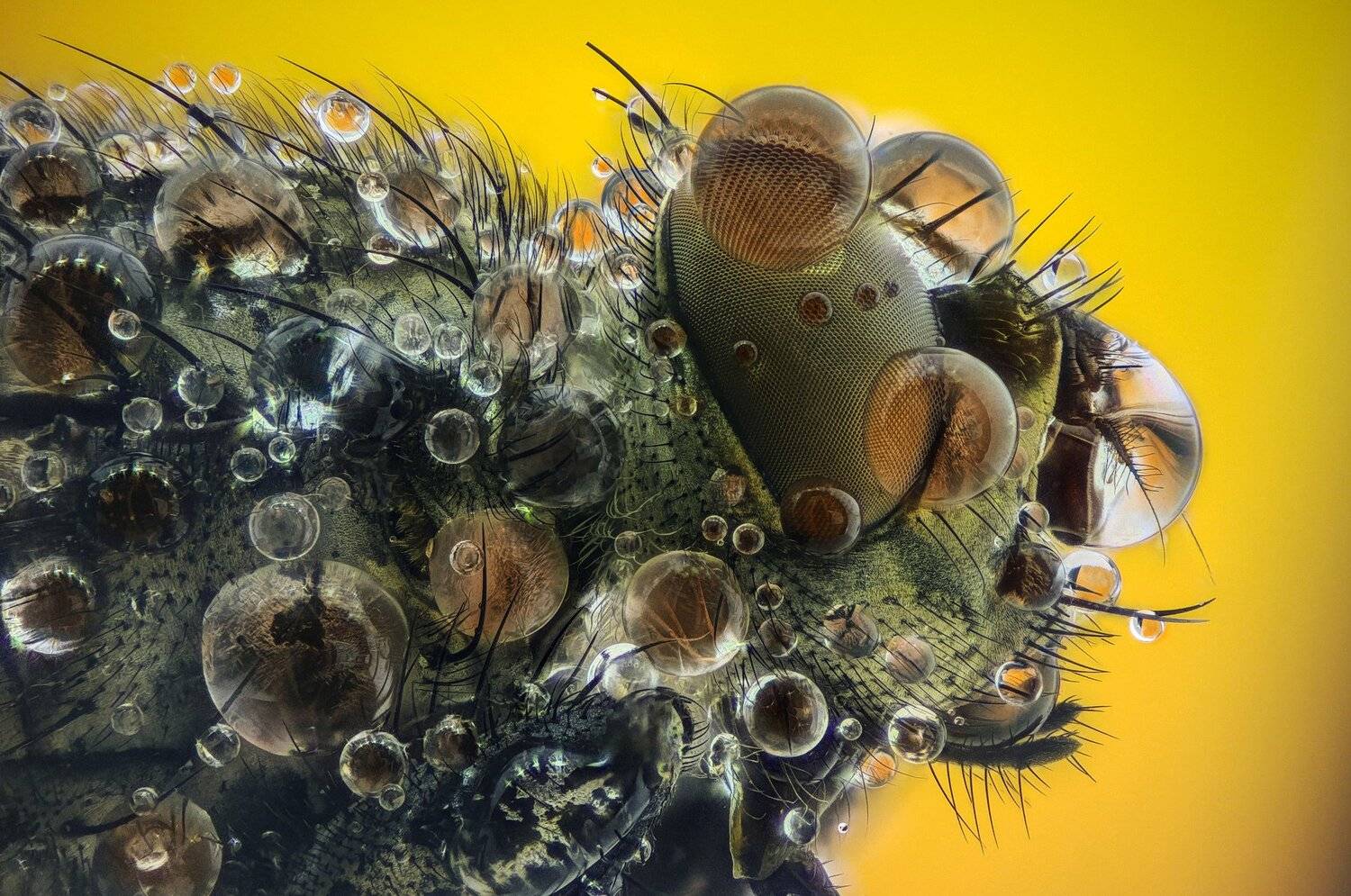 ceclii,macro,lgg4, extrememacro,  макро, Tsvetan Ganev