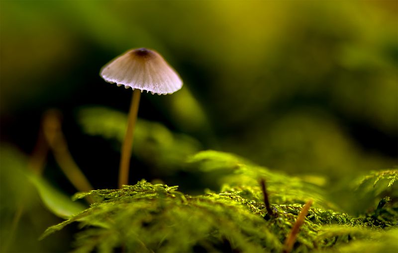 mushroom,forest,green Forest silence фото превью