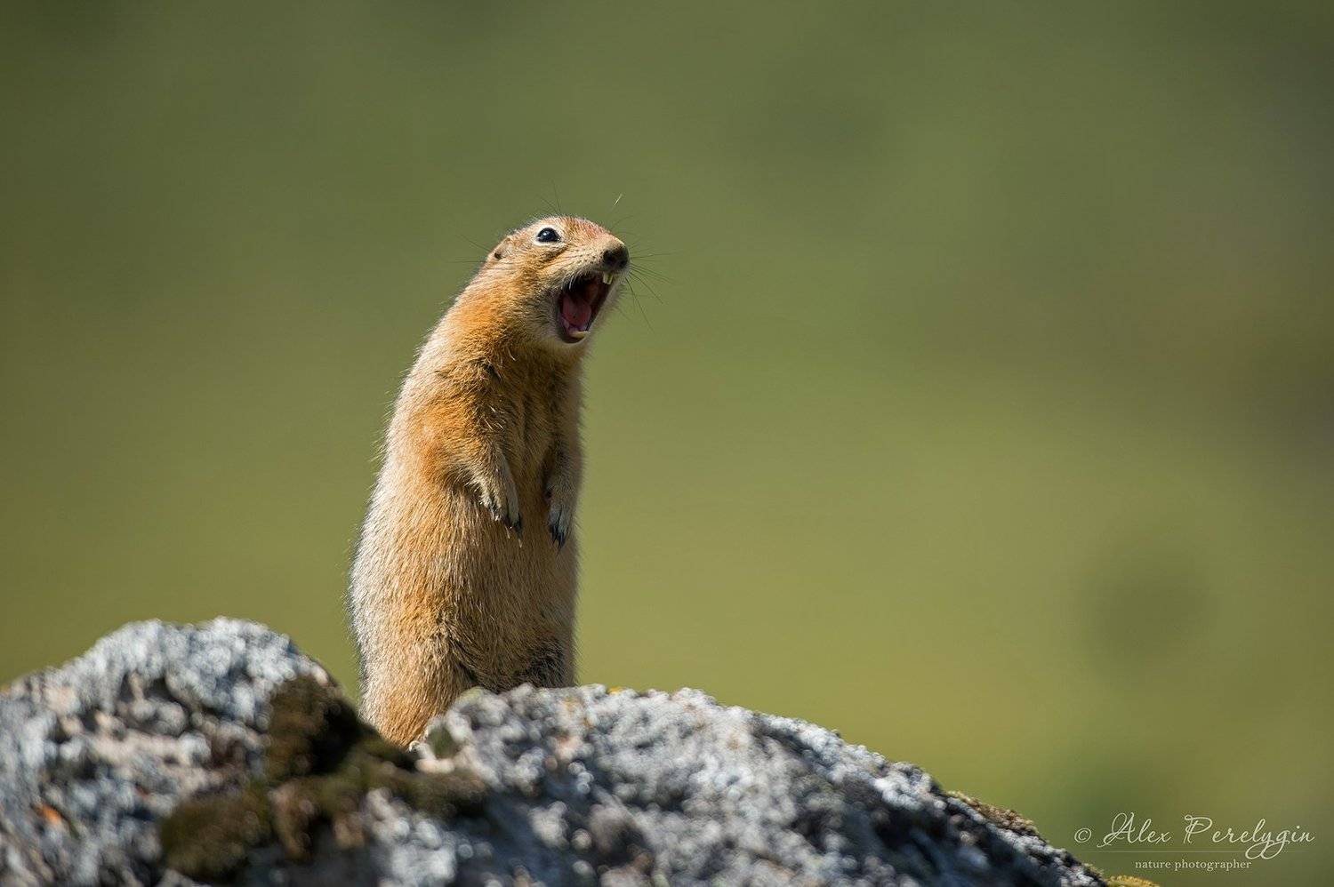 , Алексей Перелыгин