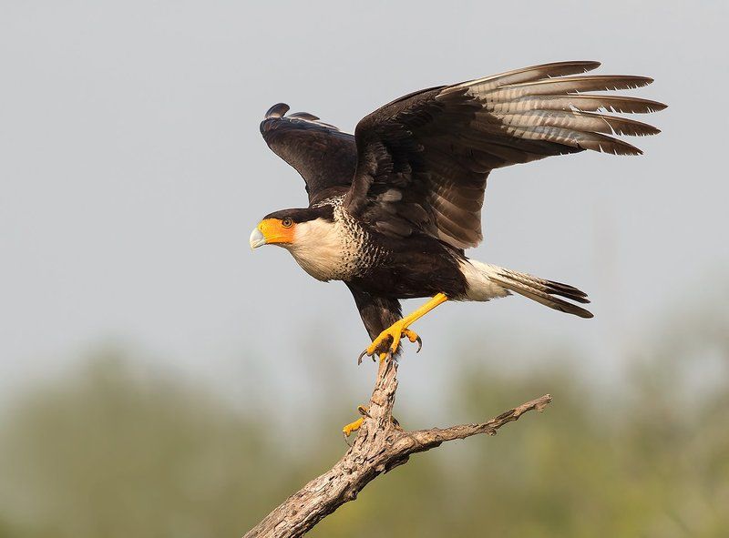 каракара, crested caracara, caracara, tx, texas, хищные птицы Обыкновенная каракара - Crested Caracara фото превью