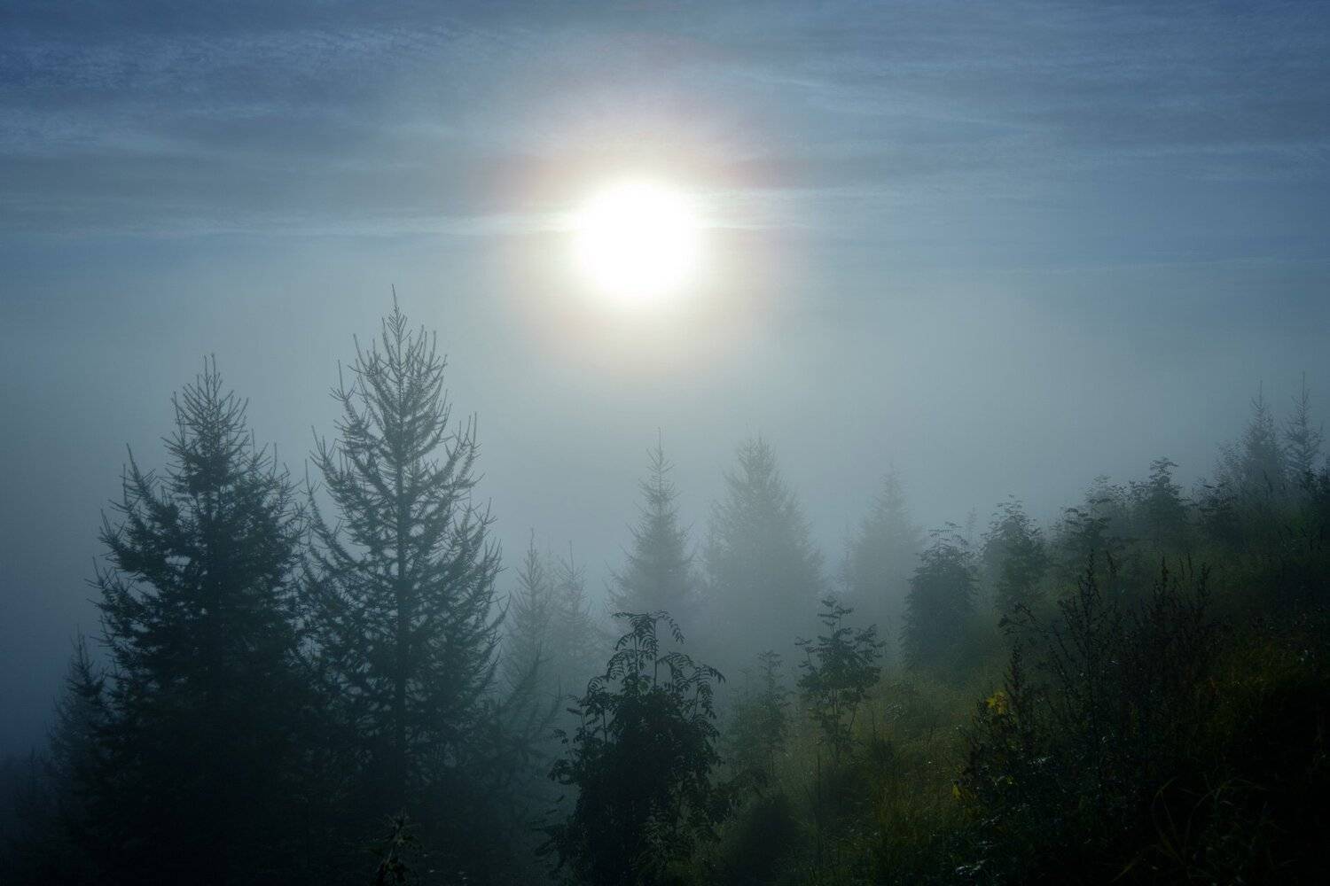 Misty morning. Автор: Андрей Чиж рассвет, утро, туман, деревья, солнце, Андрей Чиж