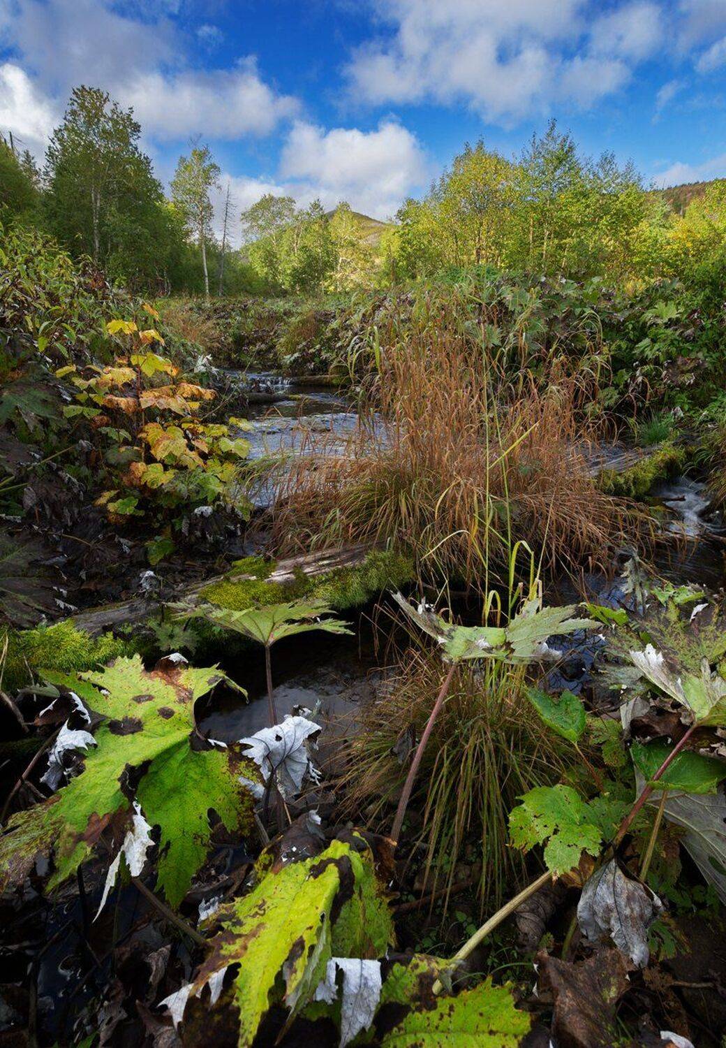 , Николай Андреев