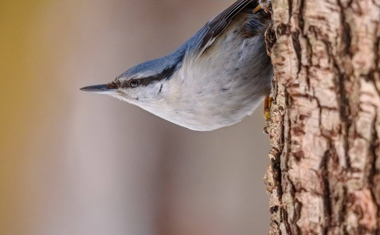 поползень, птица, ракета, запуск, напряжение, готовность, парк. москва, кора, древолаз, зима, sitta europaea, Ксения Соварцева