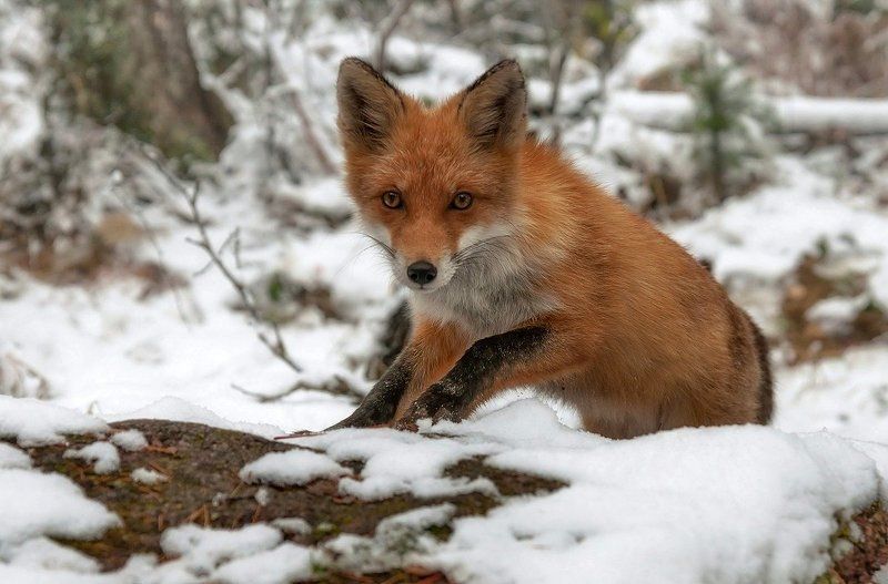 Дикая лисичка. фото превью