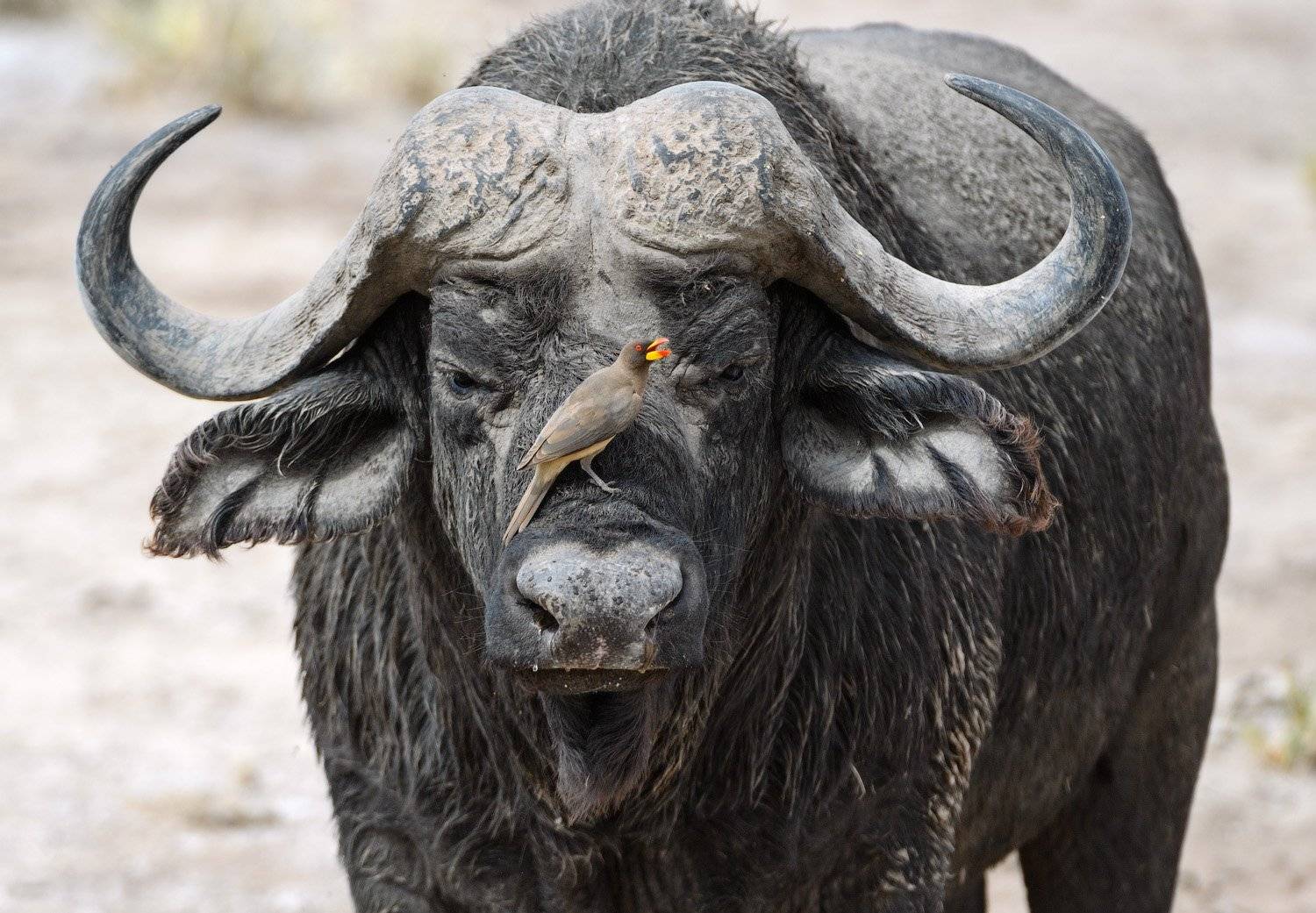 кения, Андрей Ведерников