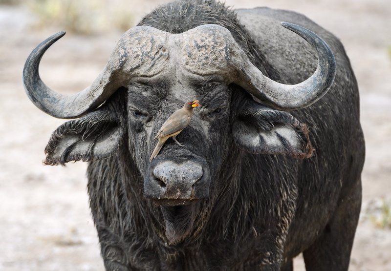 кения Портрет с птичкой фото превью