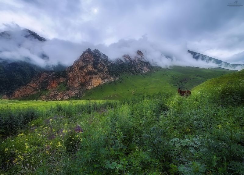 чегем Про лошадку в разнотравии фото превью