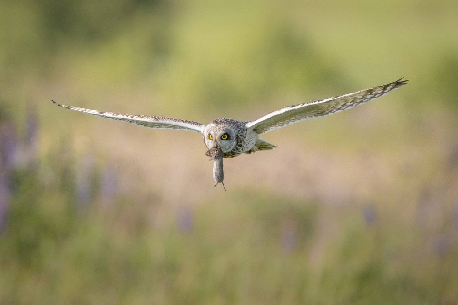 , Дмитрий Вилюнов