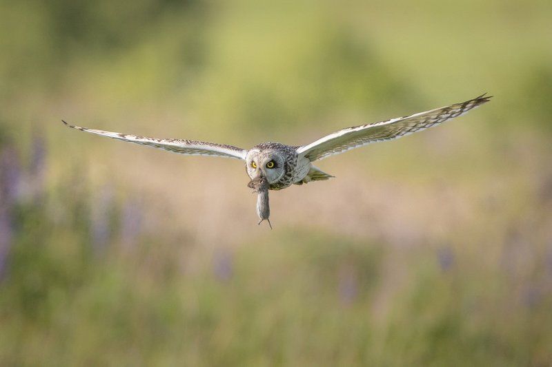 Эх,прокачу! фото превью