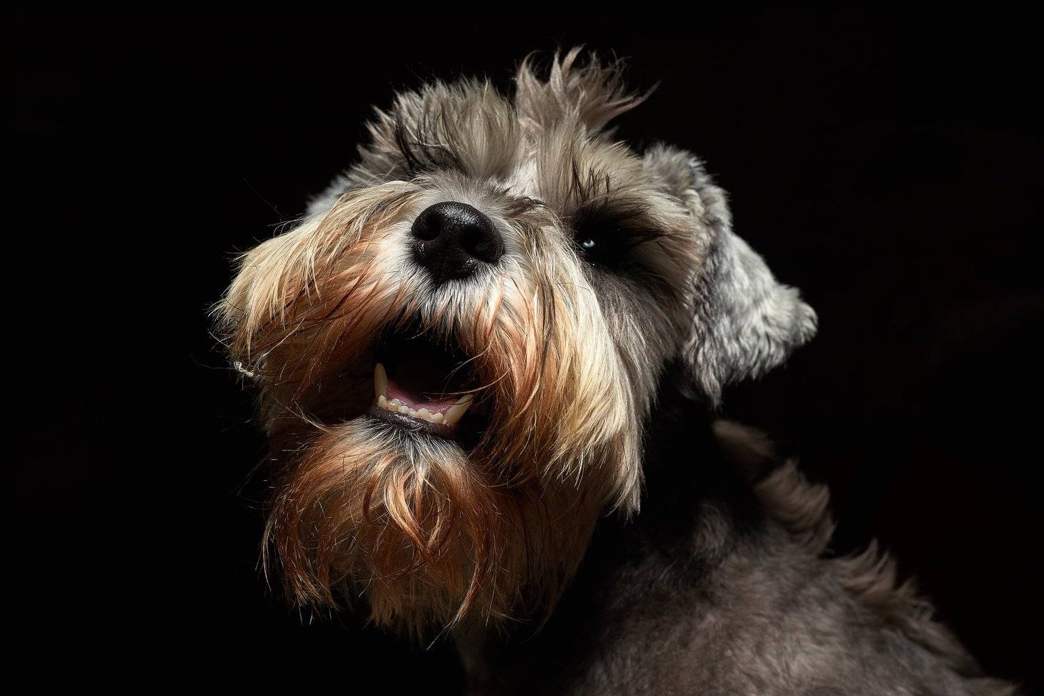 шнауцер, собака, свет, морда, серый, шерсть, низкий ключ,, Виталий Мытник