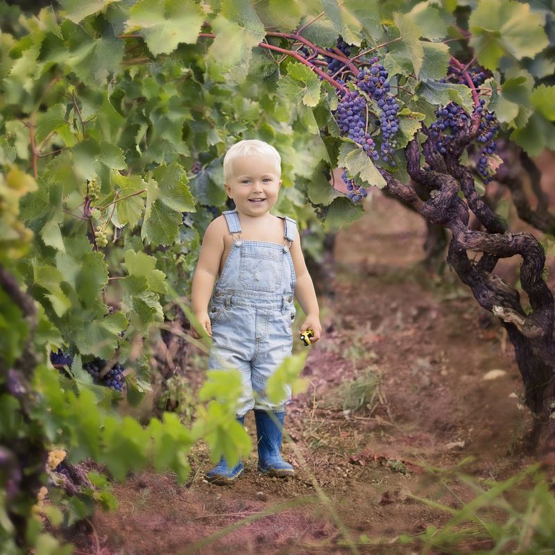 малыш, мальчик, лето, доджь, виноград, прогулка, boy. summer, toddler двухлетка в винограднике фото превью