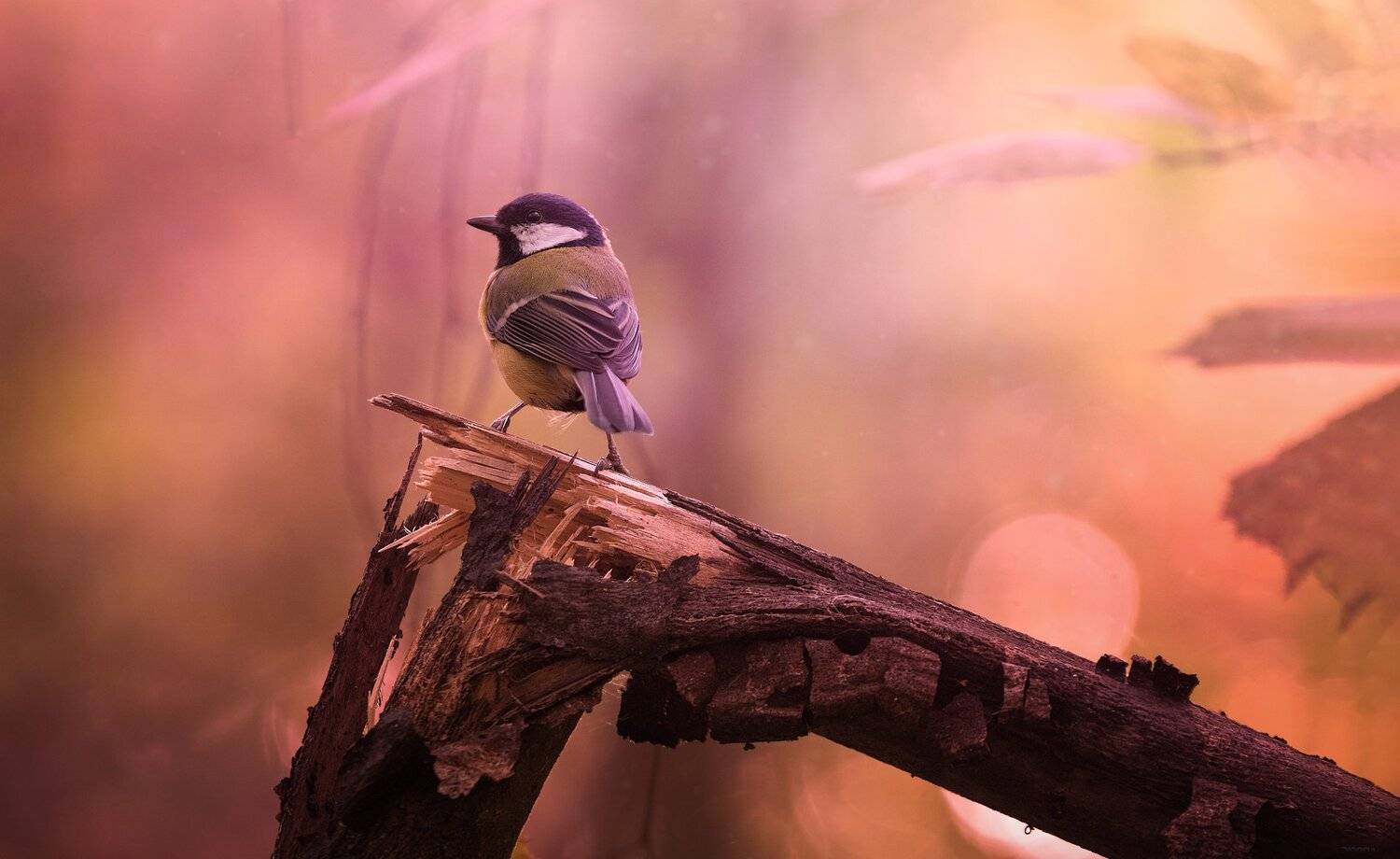 природа, лес, животные, птицы, Дмитрий Посевич