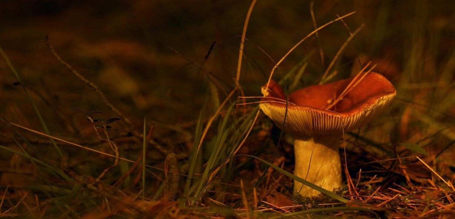 природа,осень,беларусь,лес, Sixten ( Сергей )