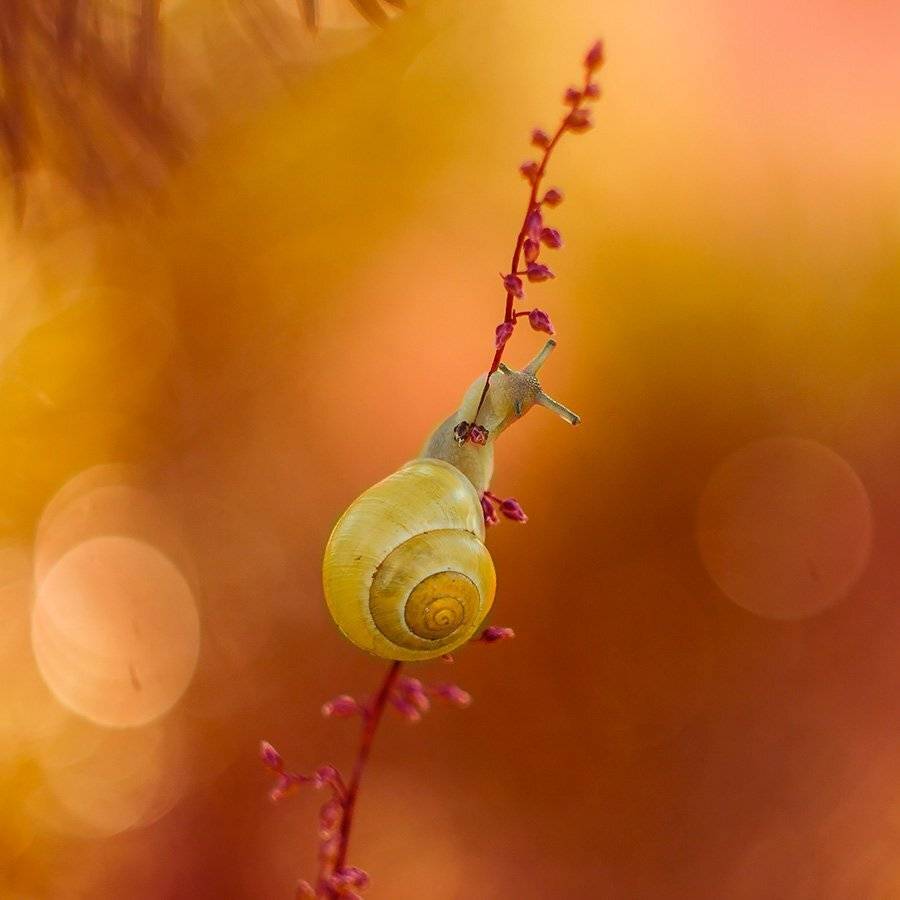 , Pawel Plucinski