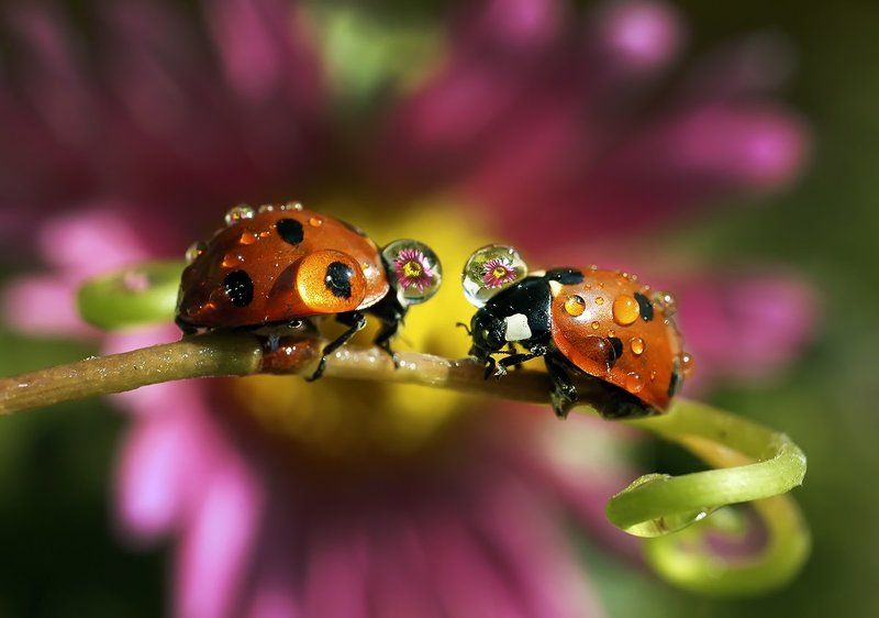 макро,божья коровка,капли Модницы фото превью