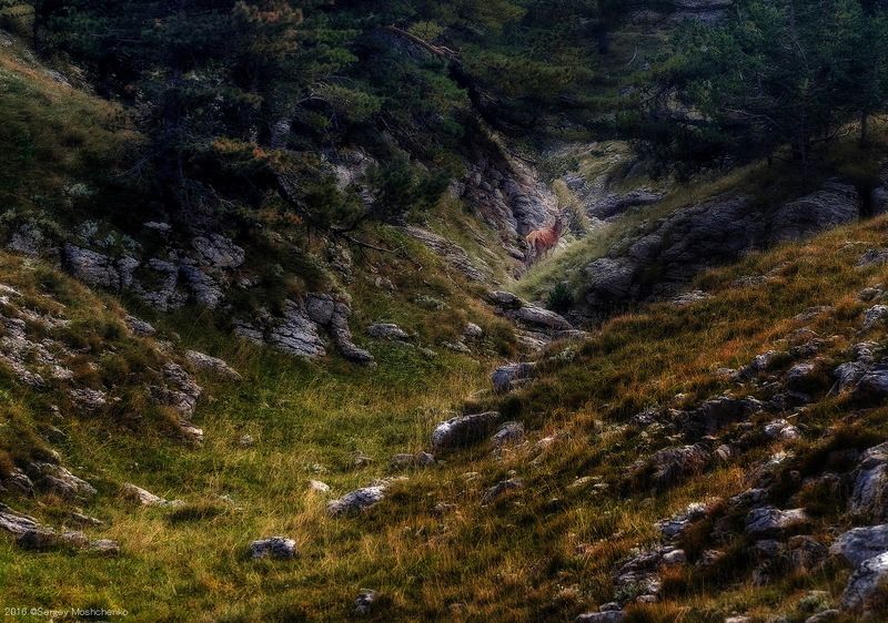 #deer #animal #nature Crimean noble deer фото превью