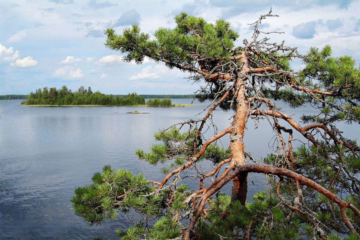 карелия, озеро, сосна, fujifilm, Лопухов Сергей