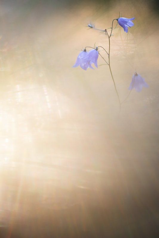цветы, цветок,макро, растения, природа,колокольчик, боке Вечерний свет фото превью